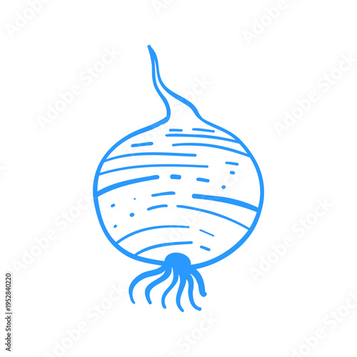 Turnip or beetroot. Linear doodle vegetable illustration. Mediterranean lineart vector clipart for design.