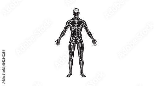 Human body anatomy illustration with detailed nervous system and brain outline on a white background