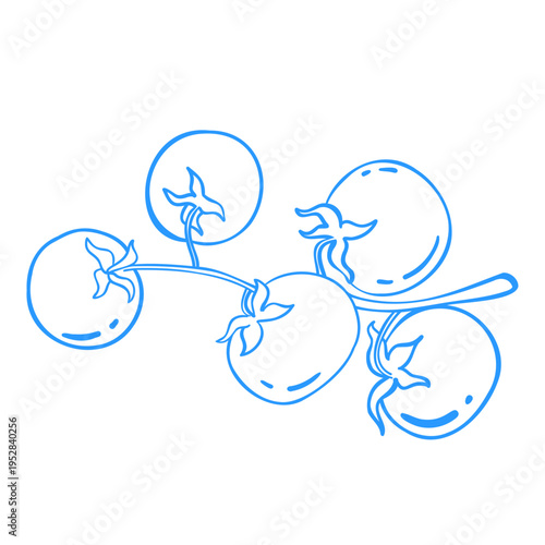 
Tomatoes on a vine. Linear doodle vegetable illustration. Mediterranean lineart vector clipart for design.