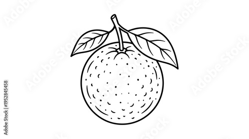 Detailed illustration of a single orange.