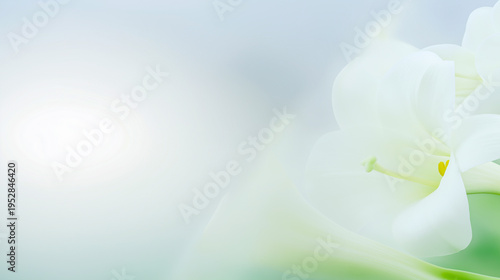 Elegant illustration of white calla lilies against a soft background, showcasing delicate petals and subtle lighting effects for a serene floral composition