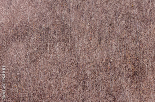 Close-up of a dense bush during winter or autumn, primarily composed of small, bare tree branches and twigs