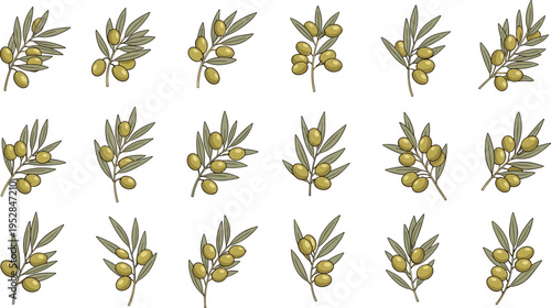 Olive Branch Vector Set with Colored Olives and Leaves Featuring Hand Drawn Botanical Twigs for Organic Food, Mediterranean Cuisine, and Nature Design Projects