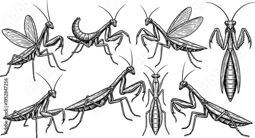 Praying Mantis Line Art Set with Detailed Insect Illustrations in Various Poses for Entomology Study, Nature Design, Wildlife Graphics, and Scientific Projects