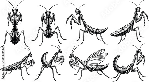 Praying Mantis Illustration Collection with Multiple Detailed Insect Poses in Hand Drawn Line Art Style for Entomology, Nature Design, and Scientific Graphics