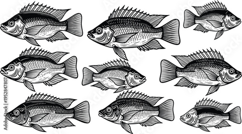 Hand Drawn Fish Engraving Vector Set Featuring Detailed Freshwater Fish Illustrations in Vintage Etching Style for Fishing, Marine Life, and Wildlife Design Projects