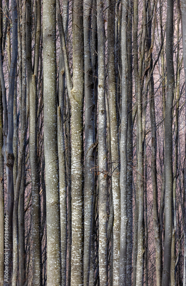 Obraz premium A dense stand of slender, bare beech tree trunks, characteristic of a forest in late winter or early spring