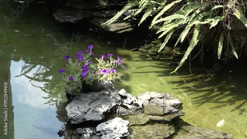 Morning glory in the lake