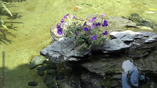 Morning glory in the lake