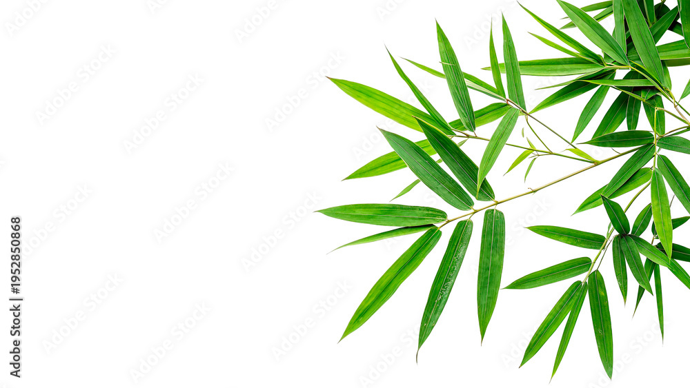 Obraz premium Fresh green bamboo leaves arranged on a white background showing details of the plant structure and texture