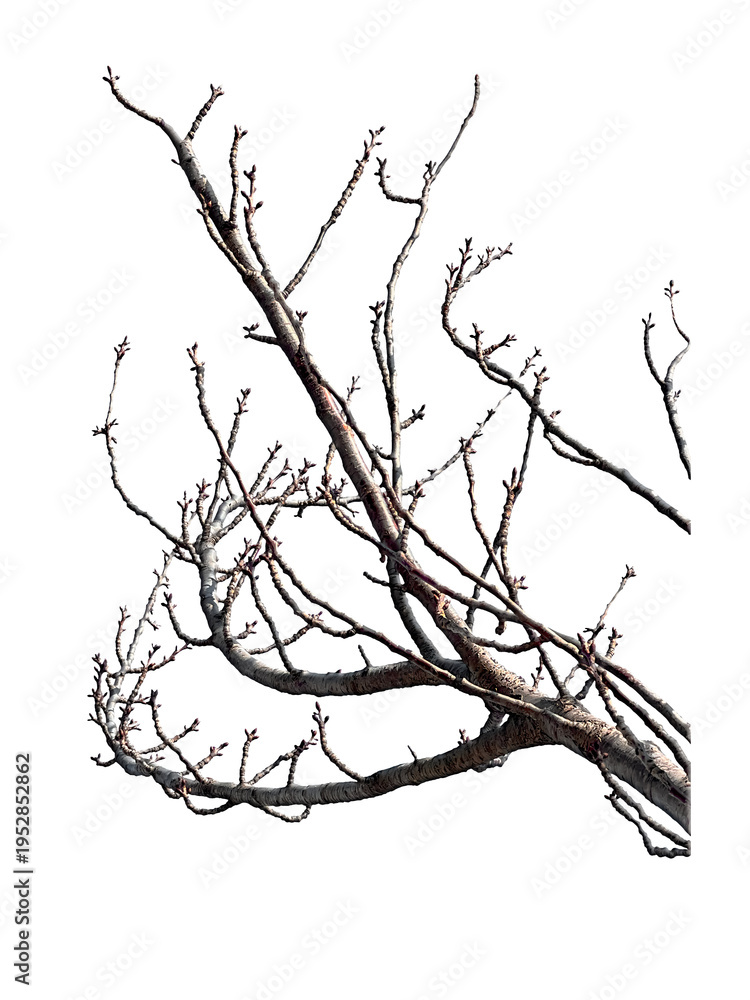 Fototapeta premium Bare tree branches isolated on transparent background winter nature. Tree branch twigs isolated.