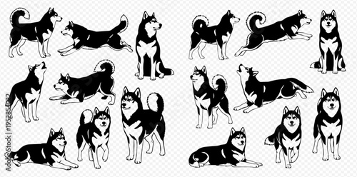 Set of Siberian Husky dogs in various poses, black and white vector illustration for pet-related designs.