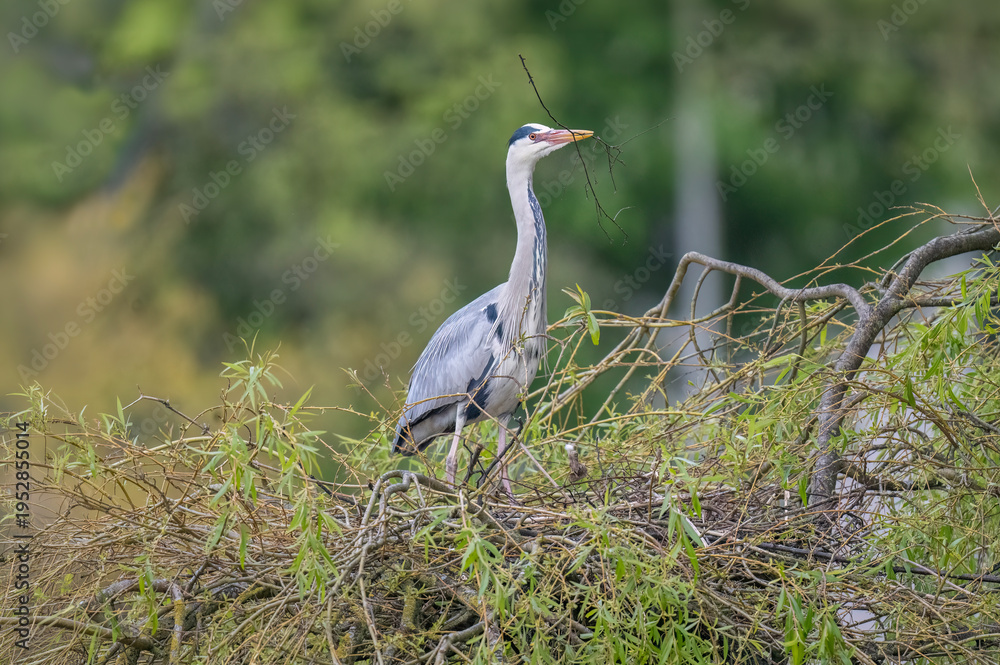 Fototapeta premium Heron perched on a tree with a twig in its beak