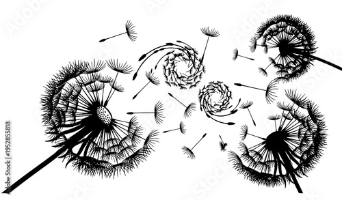 Dynamic black and white dandelion seeds swirling in motion with fluffy seed heads in bold graphic vector style