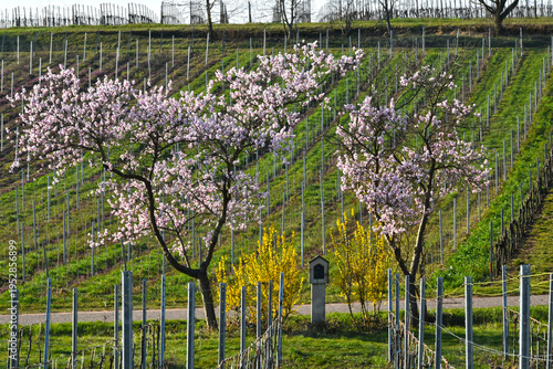 Feldkreuz,  blühende Mandelbäume, Weinberglandschaft, März