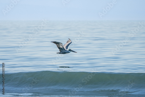 Brown pelican flying over the ocean