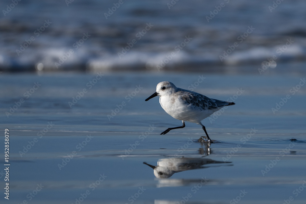 Fototapeta premium Sanderling shore bird running in the wet sand