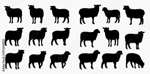 Set of various sheep silhouettes, black animal shapes on white background, farm livestock vector illustration.