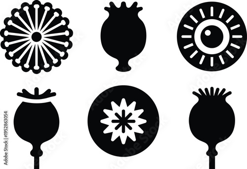 Poppy seed pod silhouette illustration, botanical vector art with stylized designs, floral pattern concept, plant morphology composition, decorative nature element