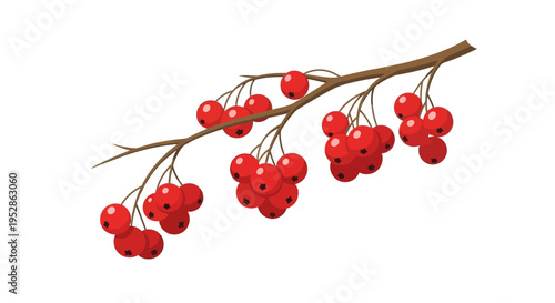 Red Rowan Berries on Twig, Autumn Season, Isolated on White Background