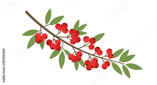 Rowan Berry Branch with Leaves - Red Berries and Green Foliage