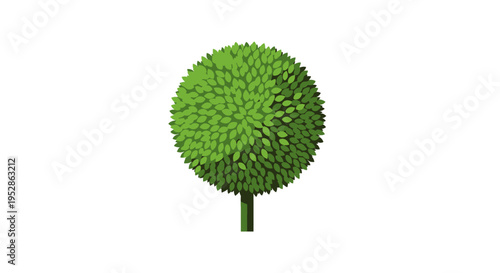Topiary tree, spherical shape, green leaves, isolated on white background