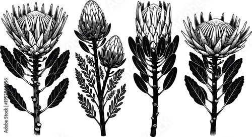 Protea flower botanical illustration vector artwork, detailed line drawing design, floral nature concept, exotic plant graphic, decorative bloom sketch, botanical study representation
