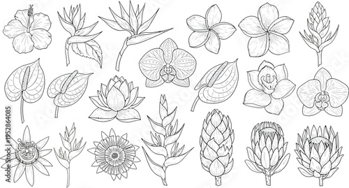 A stunning collection of various tropical flowers and exotic plants, including orchids, hibiscus, bird of paradise, plumeria, and water lilies, all depicted as intricate outline drawings.