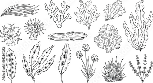 An intricate assortment of hand-drawn marine flora, including various types of seaweed, coral, anemones, and underwater plants, perfect for ocean-themed design projects.