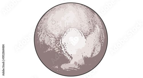 Close up of a white rooster.