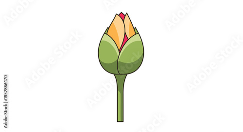 Unopened Tulip Bud with Green Stem and Reddish-Orange Petals on White Background
