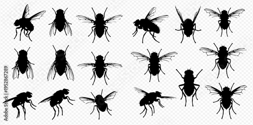 Collection of various fly silhouettes in different poses, showcasing insect anatomy and flight patterns.