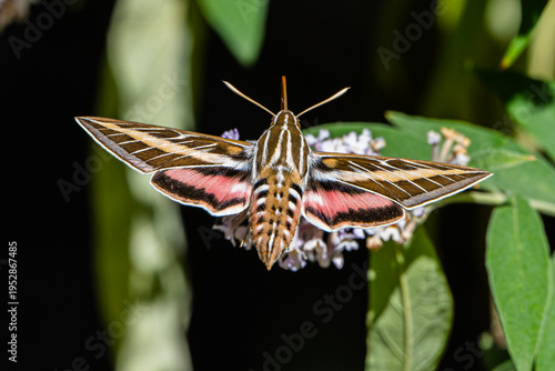 White-lined Sphinx Moth (Hiles lineata) Photo, Feeding in Flight, From the Rear