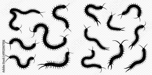 Set of black centipede silhouettes on a transparent background, creepy crawly insect vector illustration.