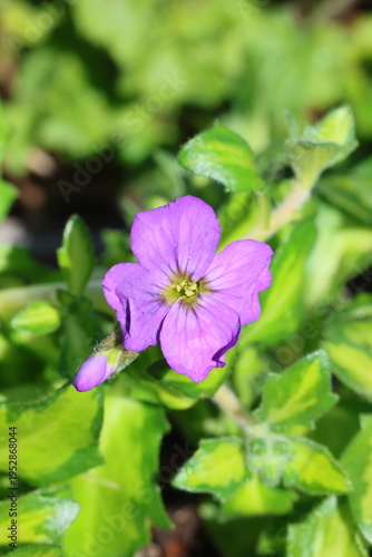 Tableau sur toile Aubrieta 'Somerford Lime'