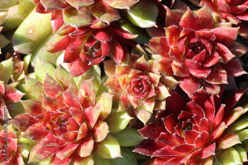 Sempervivum arachnoideum Coral Red ('Belsemred1'PBR) (Colorockz Series).  Succulent rosettes of red fleshy leaves with bright red centre.  Spring growth of cobweb houseleek. 