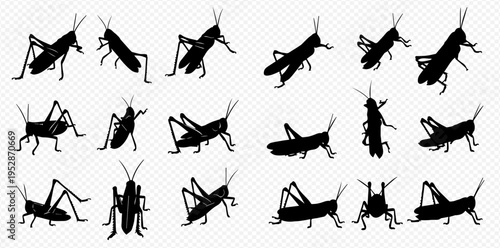 Set of grasshopper silhouettes in various poses, isolated on a transparent background, depicting insects in different positions.