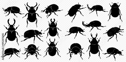 Collection of various beetle silhouettes in different poses and types, isolated on a transparent background.