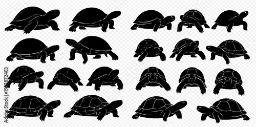 Set of black silhouettes of tortoises and turtles in various poses and views, isolated on transparent background.