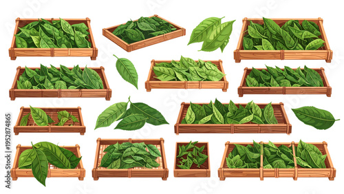 Green Tea Leaves Harvesting and Drying Process on Traditional Bamboo Trays Isolated on White Background Natural Herbal Product Production Vector Illustration