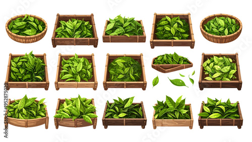 Green Tea Leaves Harvesting and Drying Process on Traditional Bamboo Trays Isolated on White Background Natural Herbal Product Production Vector Illustration