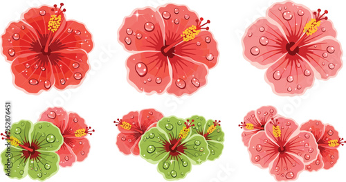 Hibiscus Flowers with Water Drops Collection Tropical Red and Green Blossoms with Dew for Floral Decoration and Botanical Vector Illustration Set