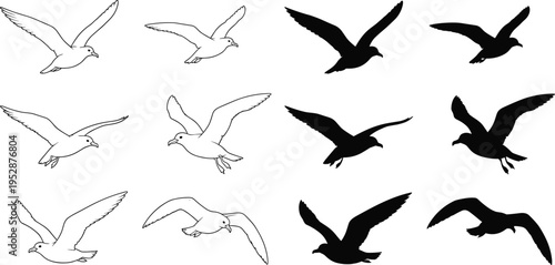 Seagull Flying Poses Collection with Outline and Silhouette Birds in Different Wing Positions for Coastal Wildlife Vector Illustration Set