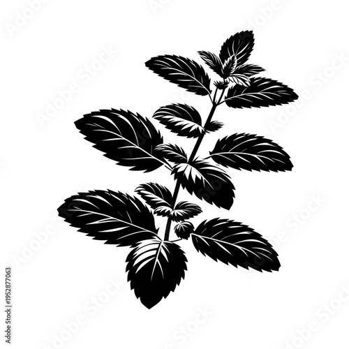 mint plant illustration in monochrome, botanical art design