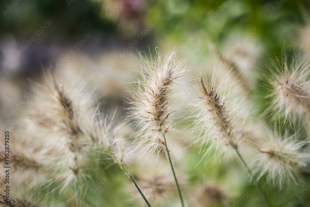 Fototapeta premium Flower Close Ups