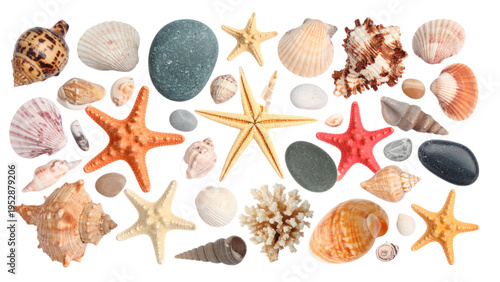 Sea Shells Starfish Coral and Smooth Stones Collection Isolated on White Background Marine Life Elements for Summer Beach Theme Design Vector Illustration