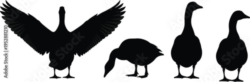 Diverse collection of black goose and duck silhouettes featuring various poses like spreading wings and grazing isolated on a white background for nature design.