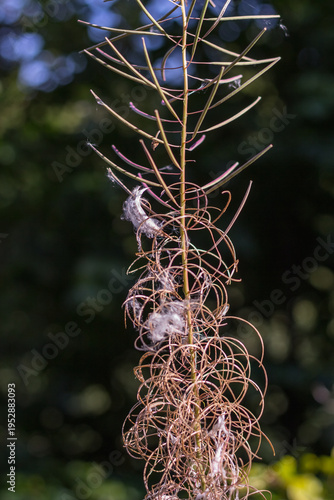 Fireweed Flower with Fluffy Seeds Close-Up ? Carpathians