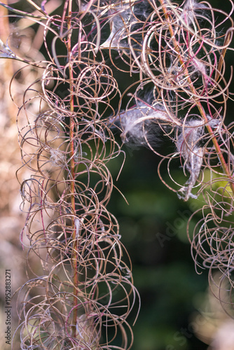 Fireweed Flower with Fluffy Seeds Close-Up ? Carpathians