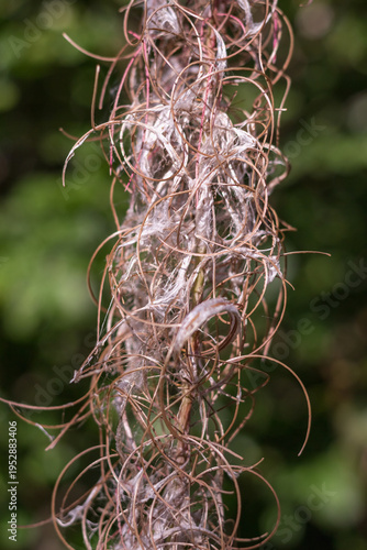 Fireweed Flower with Fluffy Seeds Close-Up ? Carpathians